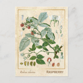 Vintage Medicinal Plant Red Raspberry Botanical Vykort