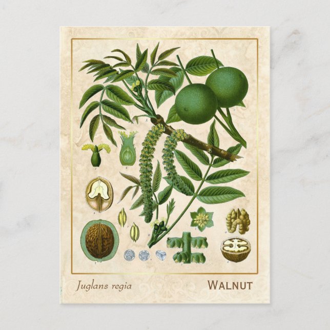 Vintage Medicinal Plant Walnut Träd Botanical Vykort (Framsida)