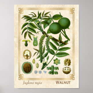 Vintage Medicinal Plant Walnut Träd Nöt Botanical Poster