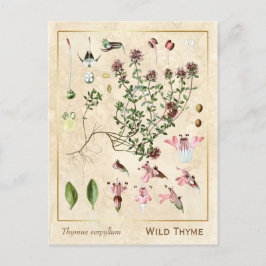 Vintage Medicinsk herbVild Thyme Botaniskt Vykort