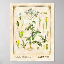 Vintage Medicinsk ört Ypil Flower Botanical Poster