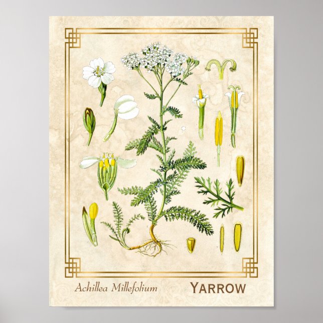 Vintage Medicinsk ört Ypil Flower Botanical Poster (Framsidan)