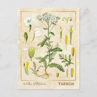 Vintage Medicinsk ört Ypil Flower Botanical Vykort