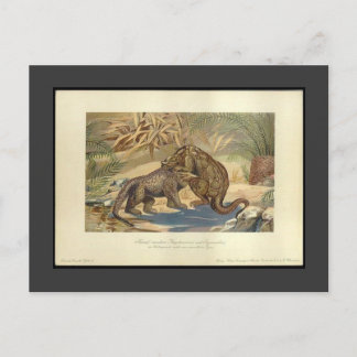 Vintage Megalosaurus VS Iguanodon-vykort Vykort