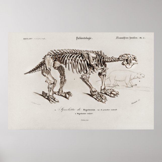 Vintage Megatherium Illustration Poster (Framsidan)