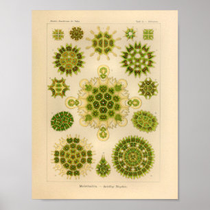 Vintage Melethallia Färg Ernst Haeckel Art Skriv u Poster