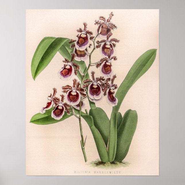 Vintage Miltonia Orchid Flower Poster (Framsidan)