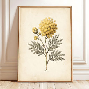 Vintage Mimosa Botanisk Konst Canvastryck Poster