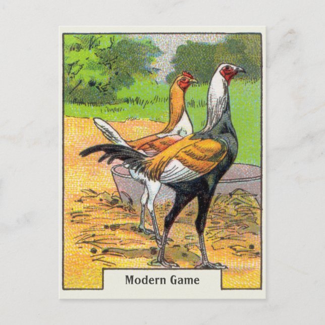 Vintage Modern Game Chicken Vykort (Framsida)