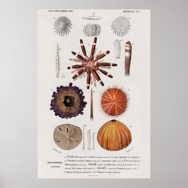 Vintage Molluscs Illustration Poster (Framsidan)