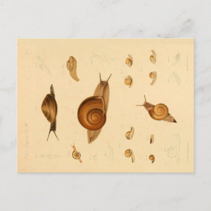 Vintage Mollusk och Snigel vykort