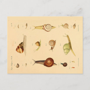 Vintage Mollusk och Snigel vykort