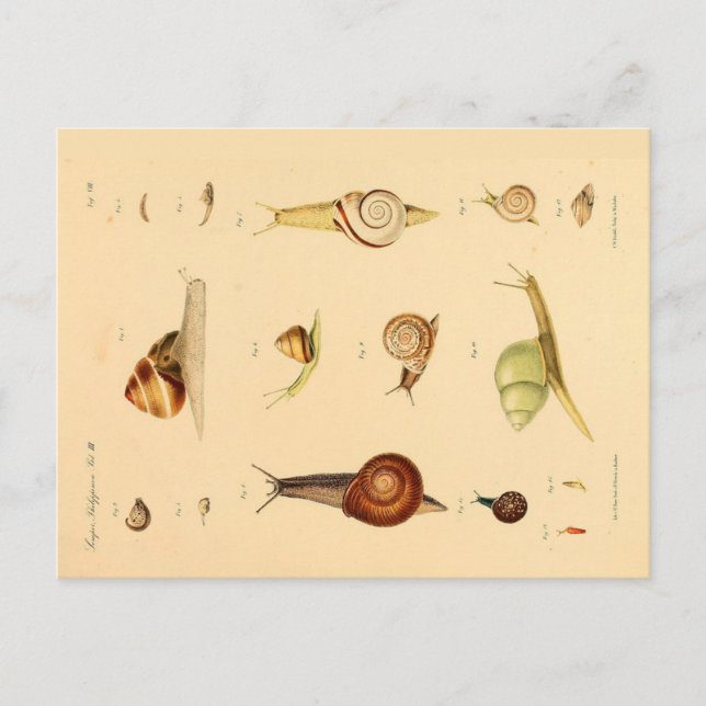 Vintage Mollusk och Snigel vykort (Framsida)