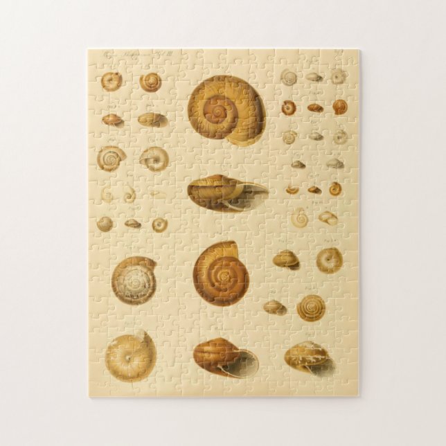 Vintage Mollusk Seashells Puzzle Pussel (Vertikal)