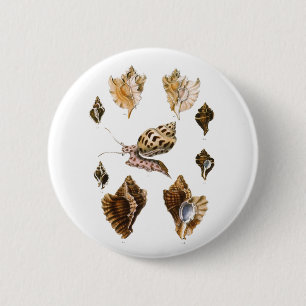 Vintage Mollusks and Snigel, Marine Life Organisms Knapp