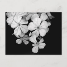 Vintage Monokrom Plumbago Konst