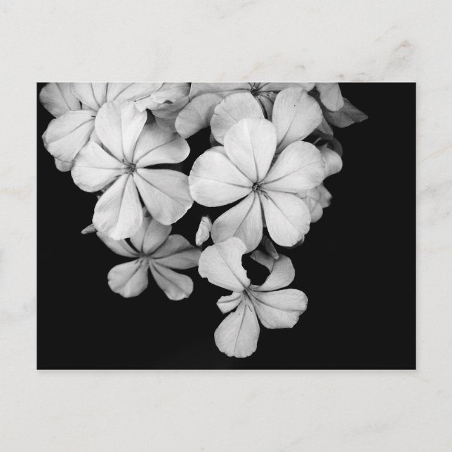 Vintage Monokrom Plumbago Konst Vykort (Framsida)