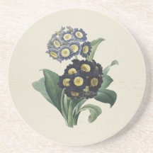 Vintage Moody blå Auricula Primroses