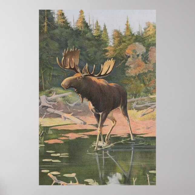 Vintage Moose Illustration (1902) Poster (Framsidan)