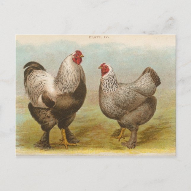 Vintage "Mörk Brahama Chickens" vykort (Framsida)