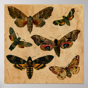 Vintage Mörk Butterfly Art-utskrift Poster