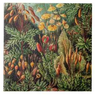 Vintage Moss Plants Muscinae av Ernst Haeckel Kakelplatta