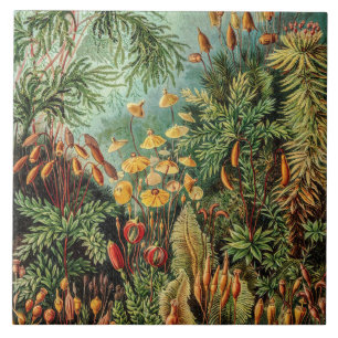Vintage Moss Plants Muscinae av Ernst Haeckel Kakelplatta