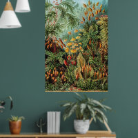 Vintage Moss Plants Muscinae av Ernst Haeckel