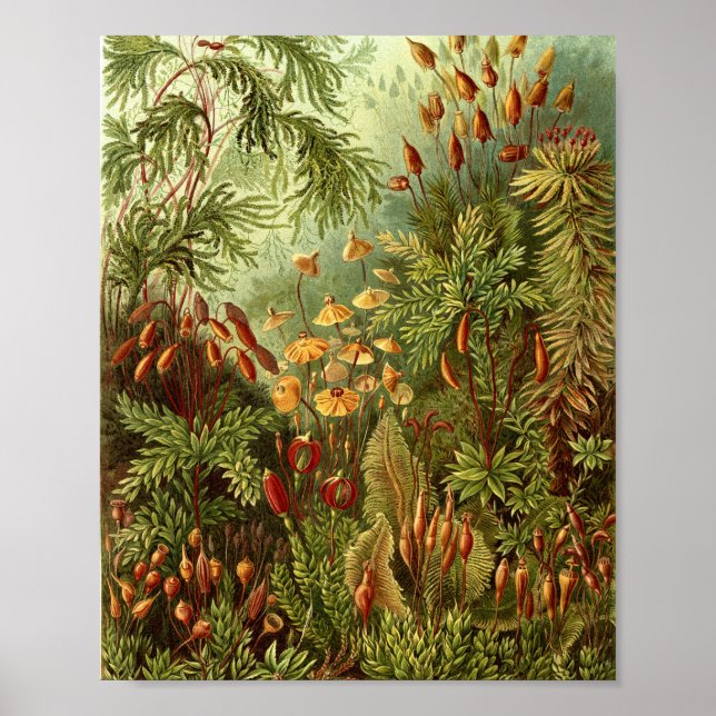 Vintage Mossor Botanisk Illustration Poster (Framsidan)