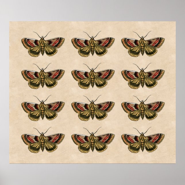 Vintage Moth Art Poster (Framsidan)
