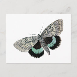 Vintage Moth Blue och Black Vingar Antique Tecknin Vykort