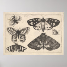 Vintage Moth Butterfly Bee Insekt Art Print (65)