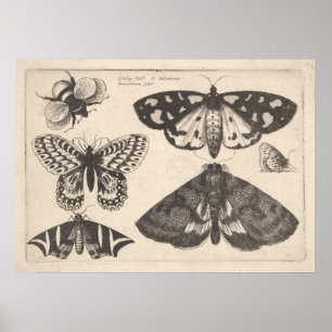 Vintage Moth Butterfly Bee Insekt Art Print (65) Poster