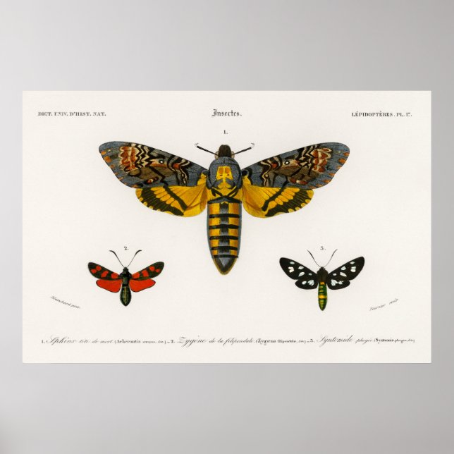 Vintage Moth Illustration Poster (Framsidan)