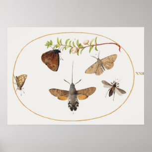 Vintage Moth Illustration Poster