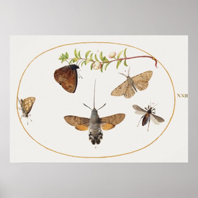 Vintage Moth Illustration Poster (Framsidan)