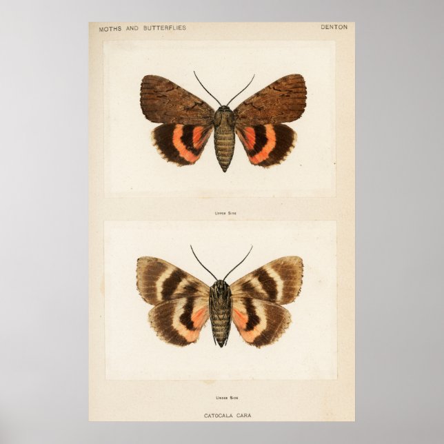 Vintage Moth Illustration Poster (Framsidan)