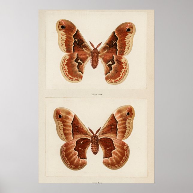 Vintage Moth Illustration Poster (Framsidan)