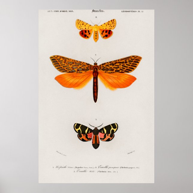 Vintage Moth Illustration Poster (Framsidan)