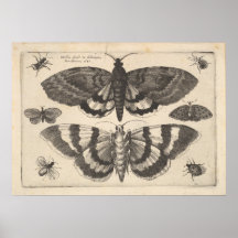 Vintage Moth Lepidoptera Art Print (64)