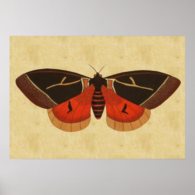 Vintage Moth Poster (Framsidan)