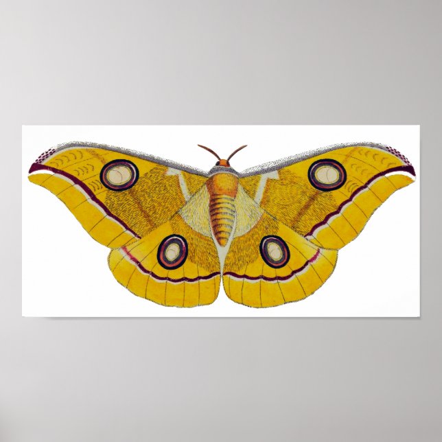 Vintage Moth Poster (Framsidan)