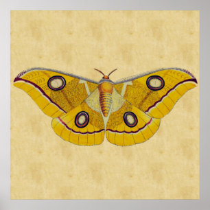 Vintage Moth Poster