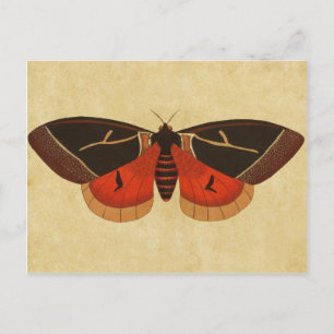 Vintage Moth Vykort