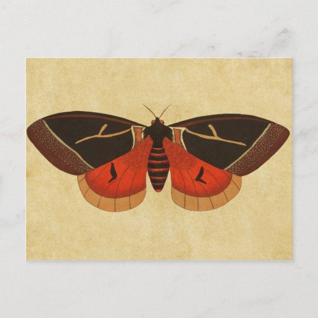 Vintage Moth Vykort (Framsida)