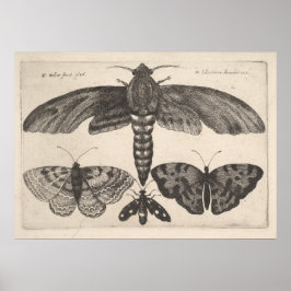 Vintage Moths Butterflies Lepidoptera Print (63) Poster