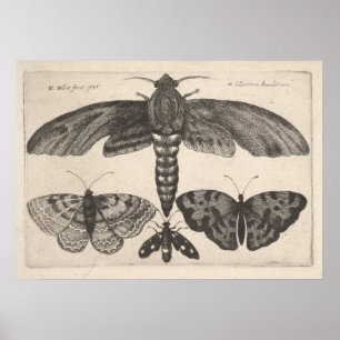 Vintage Moths Butterflies Lepidoptera Print (63) Poster
