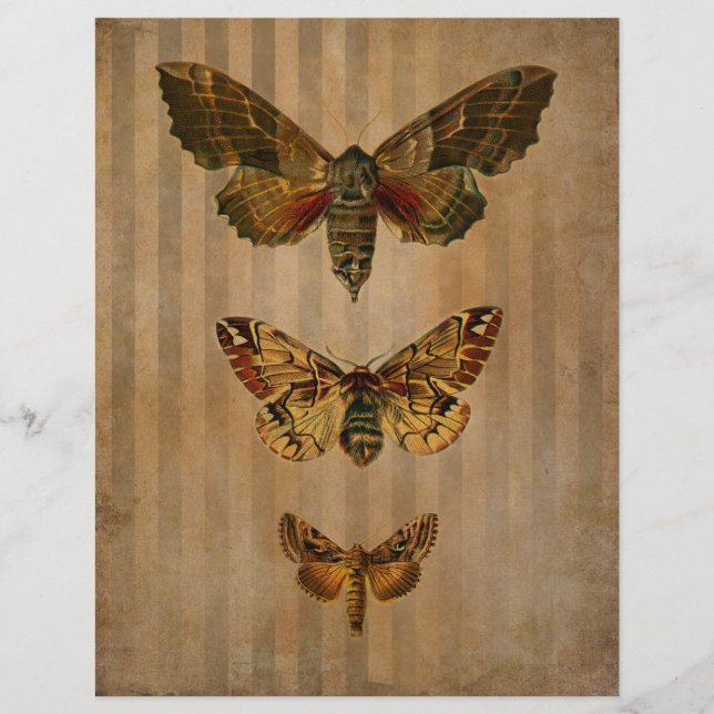 Vintage Moths Scrapbook Ephemera (Framsida)