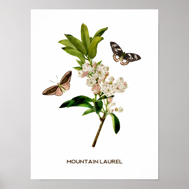 Vintage Mountain Laurel Botanical Poster (Framsidan)