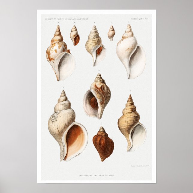 VINTAGE MULLOSCS (FRÅN NORRA HAVEN) POSTER (Framsidan)